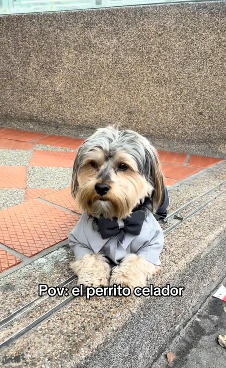 His owner decided to design a tiny security uniform for his beloved companion