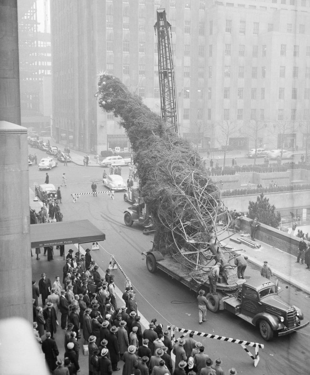 A derrick begins the job of lifting to an upright position Rockefeller Center's traditional Christmas tree in 1946.