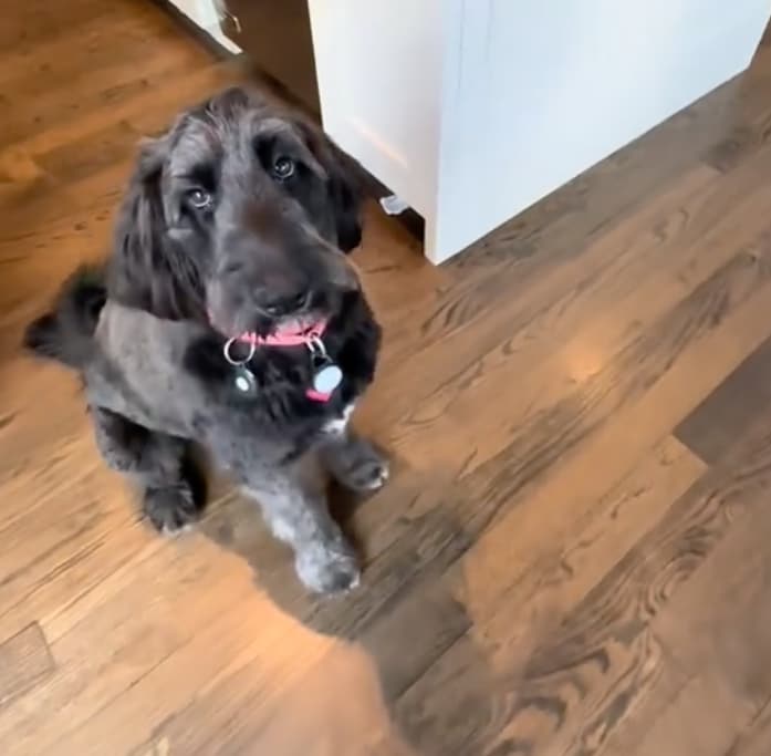 To kick off Hispanic Heritage Month, let us introduce you to Lady, a rescue pup who’s not just cute and cuddly, but bilingual.
