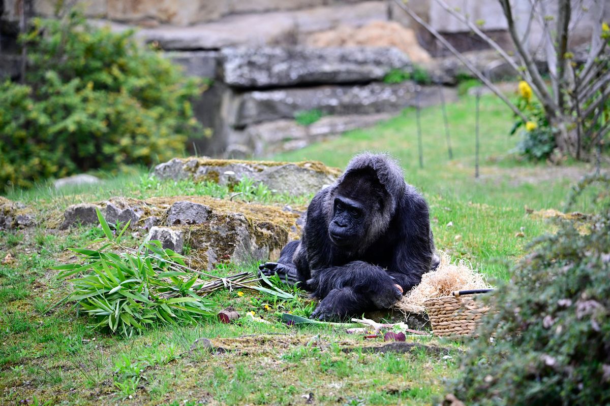 There has always been a debate about the ethics of zoos