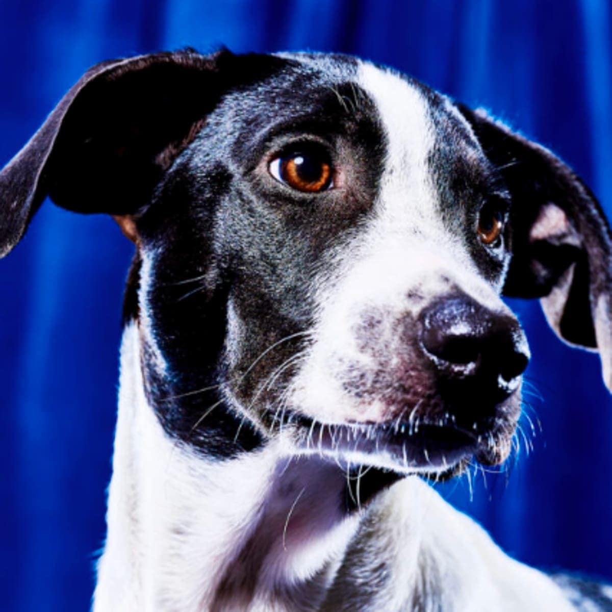 Max, Team Ruff - Compassion Kind