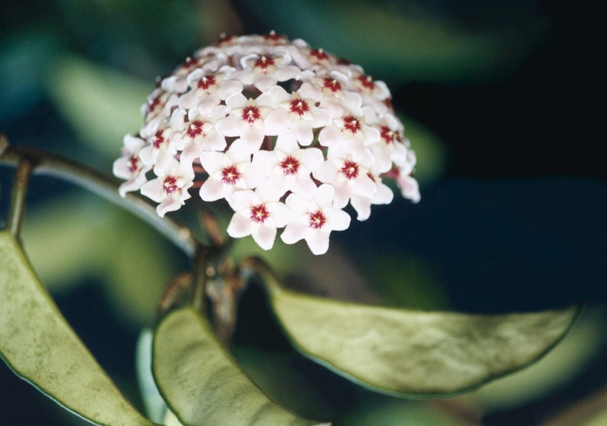 Hoya’s delicate and captivating flower