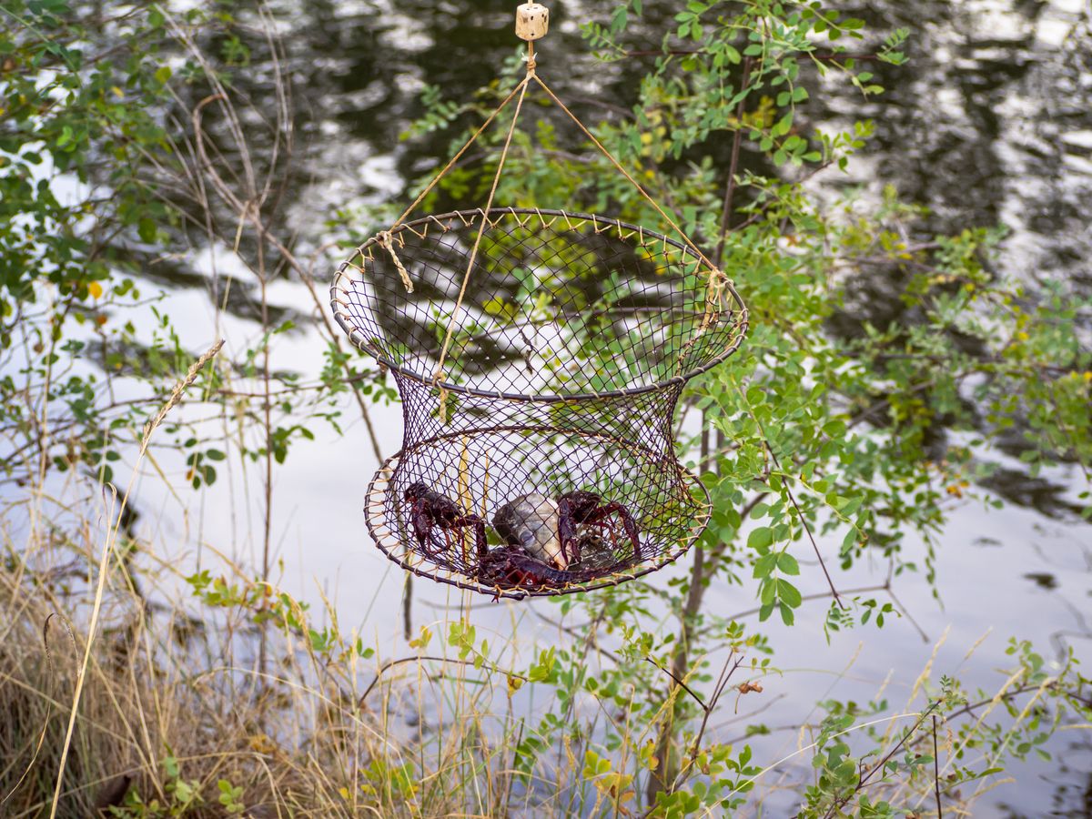 The retel is a fishing gear used for crab fishing. Red swamp crayfish is an invasive species that causes serious damage to the environment but it is also a species appreciated in gastronomy.
