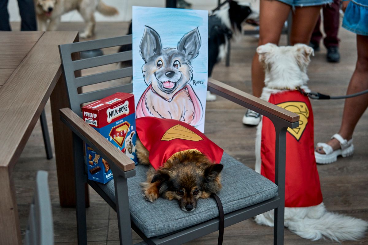 Dozens of adorable pups hit the red carpet for 'Superman' movie night 