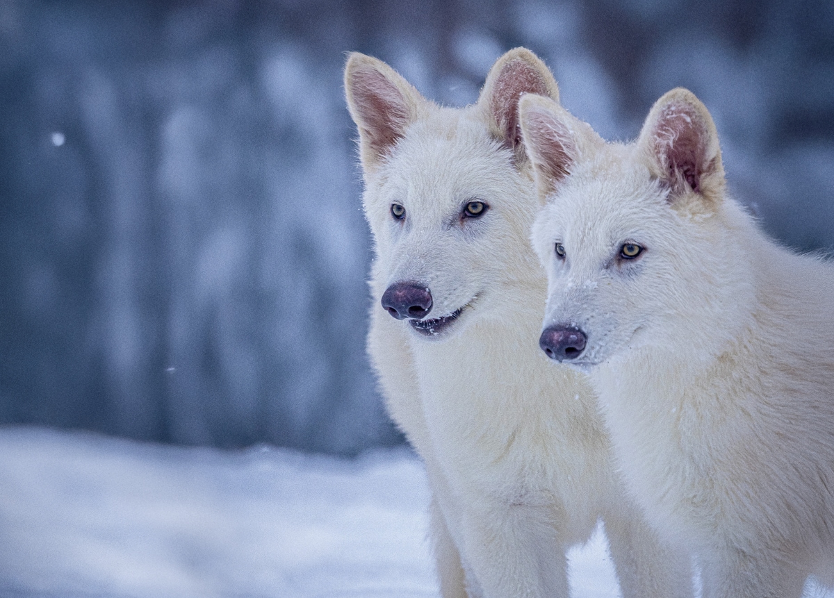 Romulus and Remus, two of the dire wolf pups