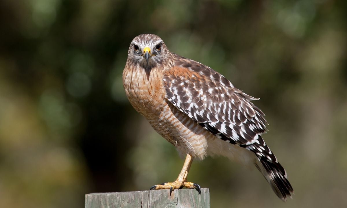 Discover your spirit animal based on your birth date