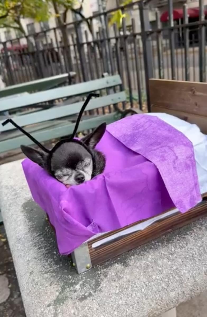 Pet of the week Meet Don Pepe, the winner of New York City's Halloween