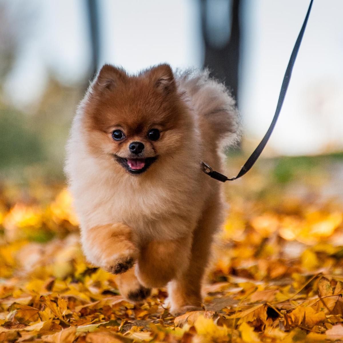 10 dog breeds that don’t grow too big
