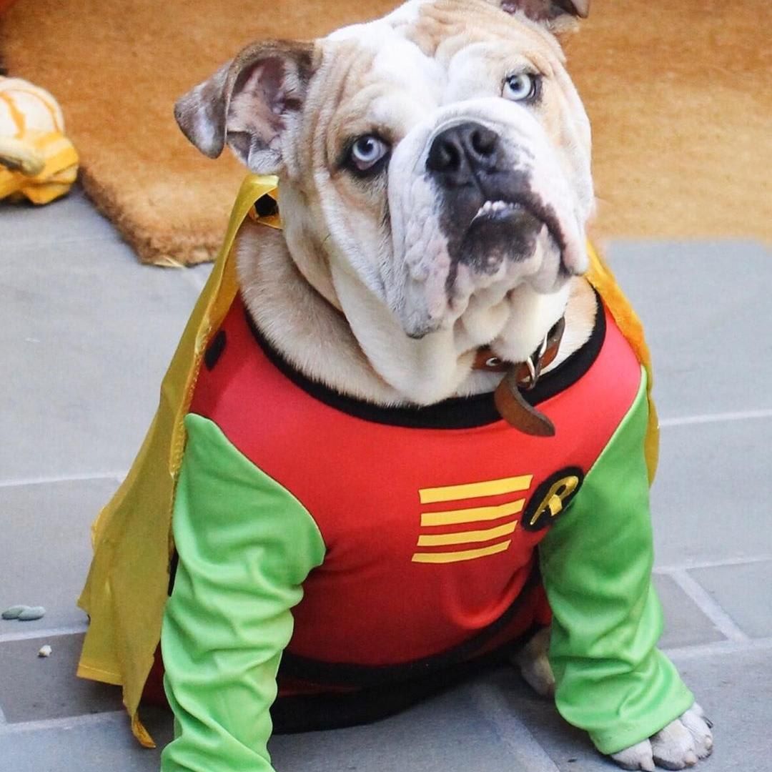 Las mascotas de los famosos tambien quieren 'dulce o truco'
