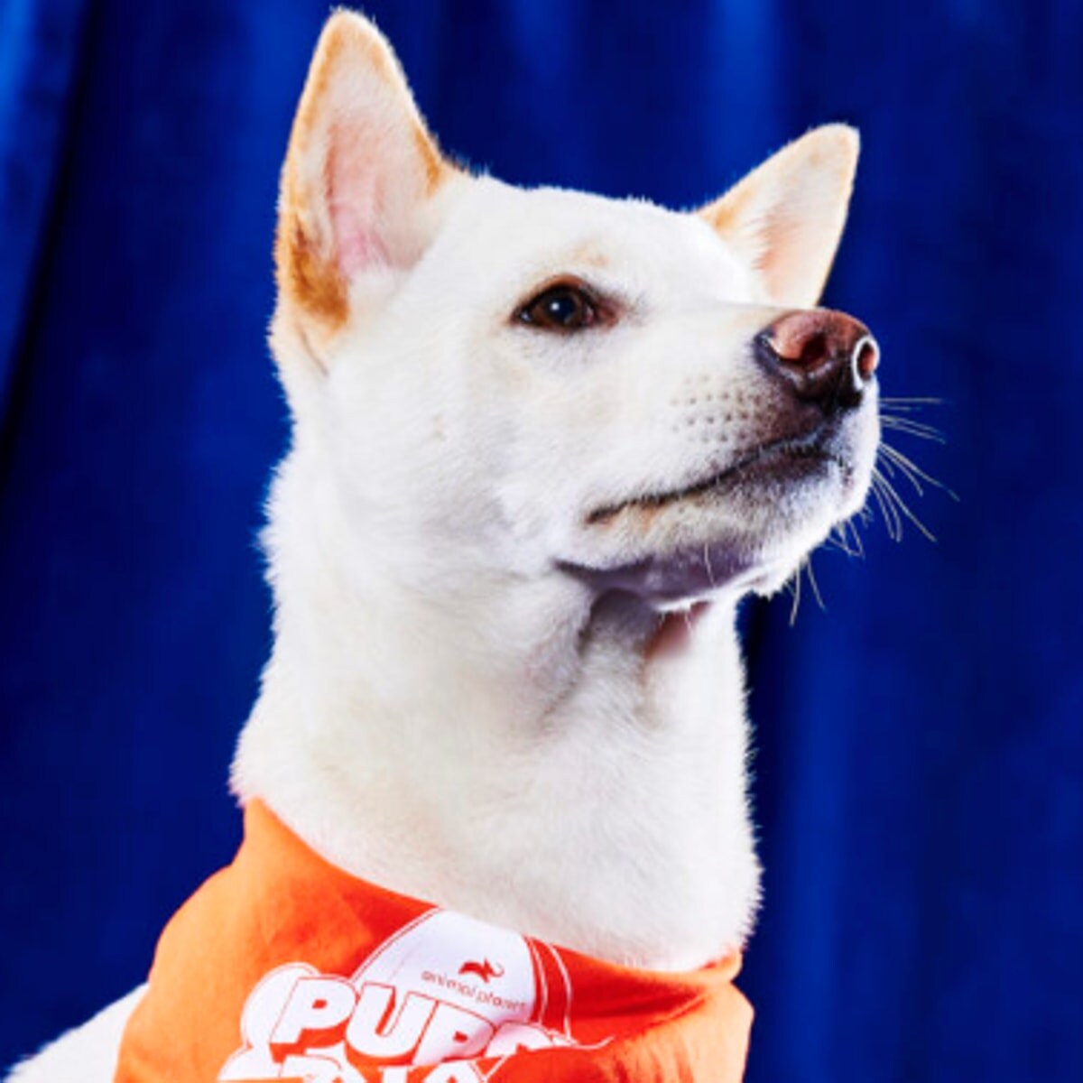 Bandit, Team Ruff - Miami-Dade County Animal Services