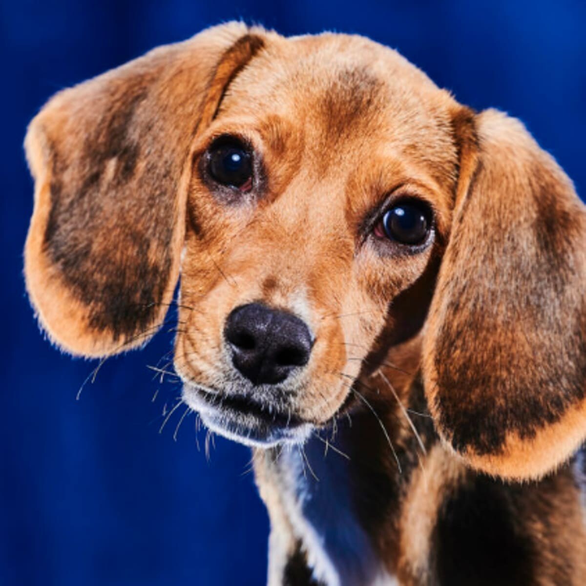 Allison, Team Ruff - Green Dogs Unleashed.