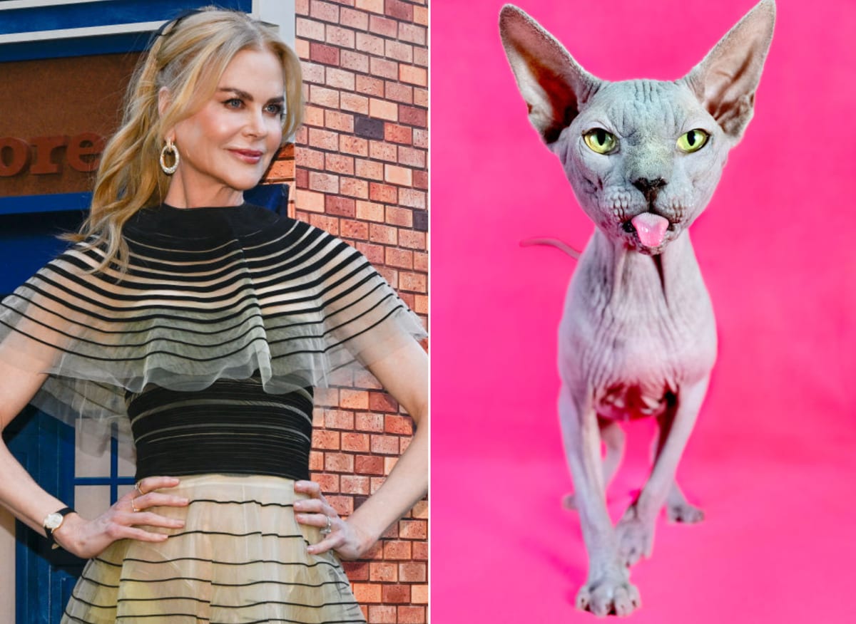 Nicole Kidman has a new love of Sphynxs
