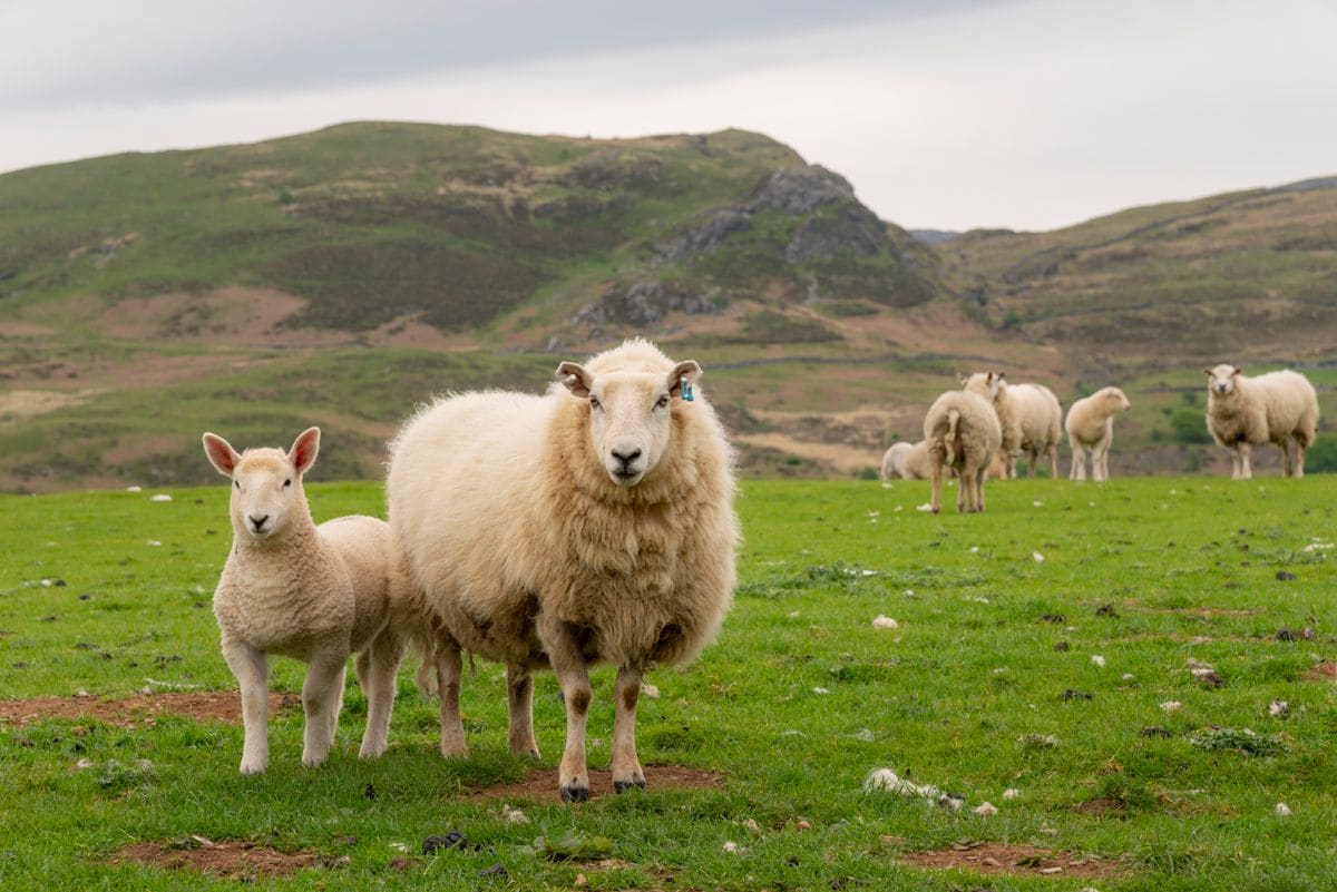 Sheep mauled not pictured above