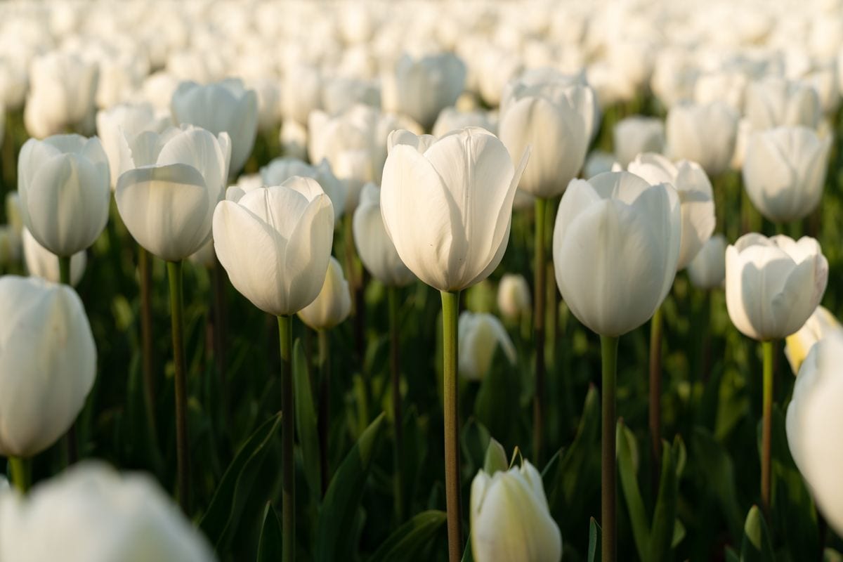 Tulips blooming under the sun