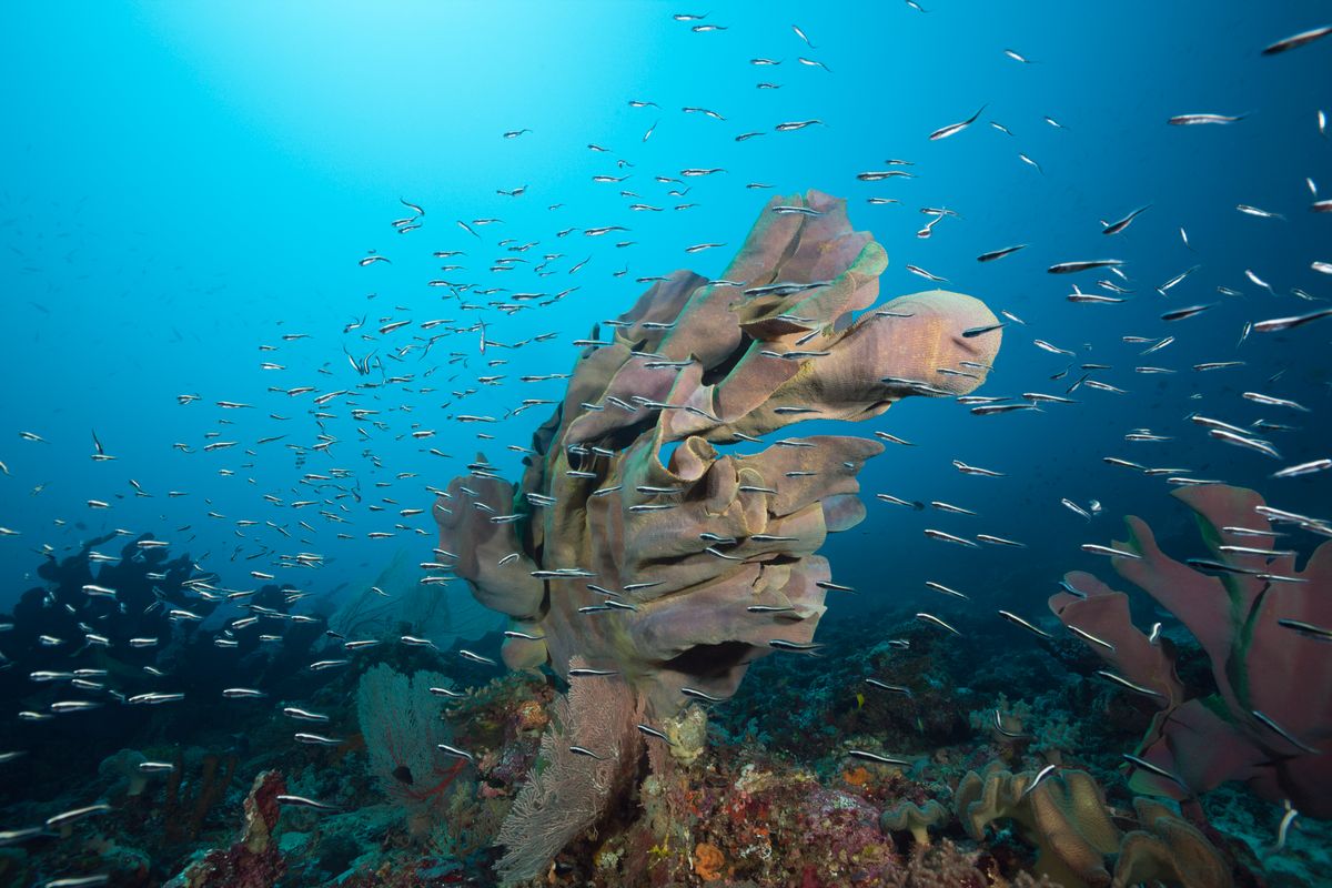 (GERMANY OUT)   Elephant Ear Sponge in Coral Reef, Ianthella basta, Florida Islands, Solomon Islands   (Photo by Reinhard Dirscherl\ullstein bild via Getty Images)