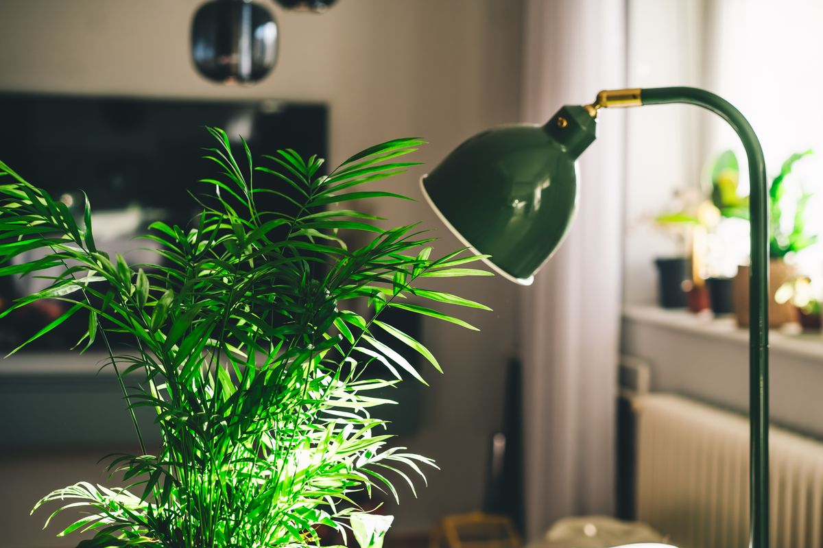 Low-light houseplants simply require much less natural light than sun-loving varieties. If your apartment has no windows, a grow light is recommended.