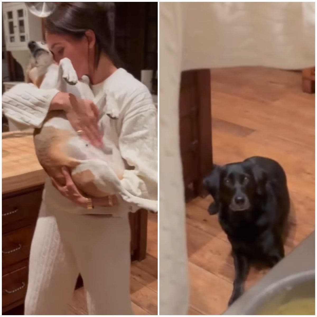 Meghan Markle and her dogs