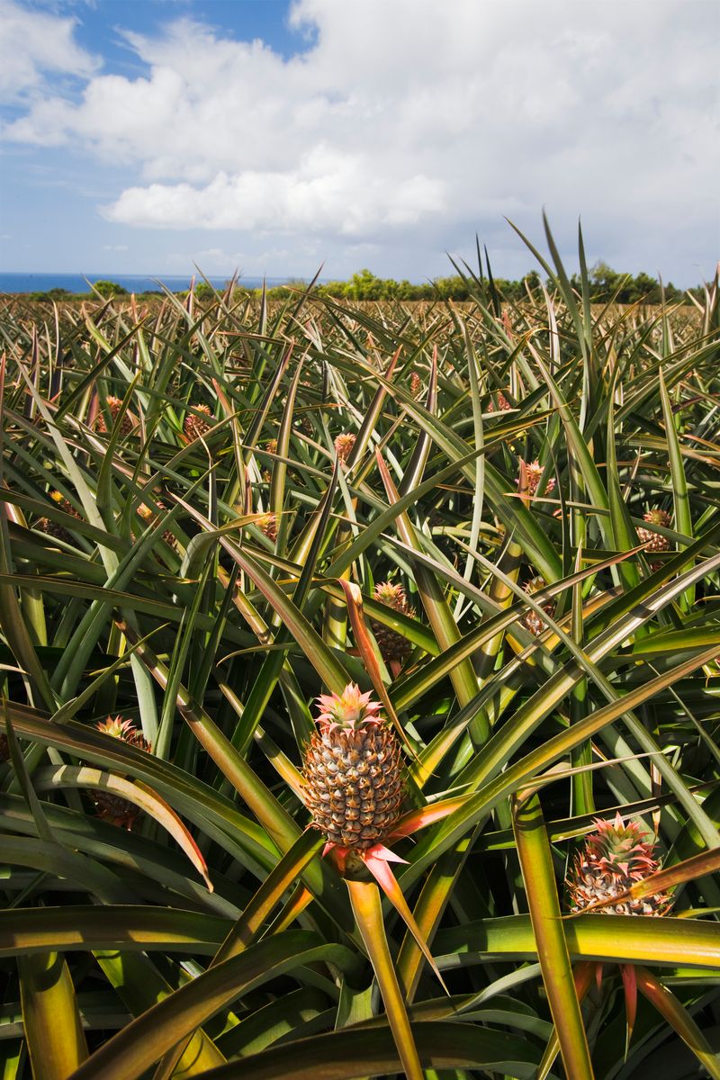 Leftover pineapple leaves after harvesting fruit, manufacturers can process the fibers into a durable material suitable for shoes, handbags, and clothing