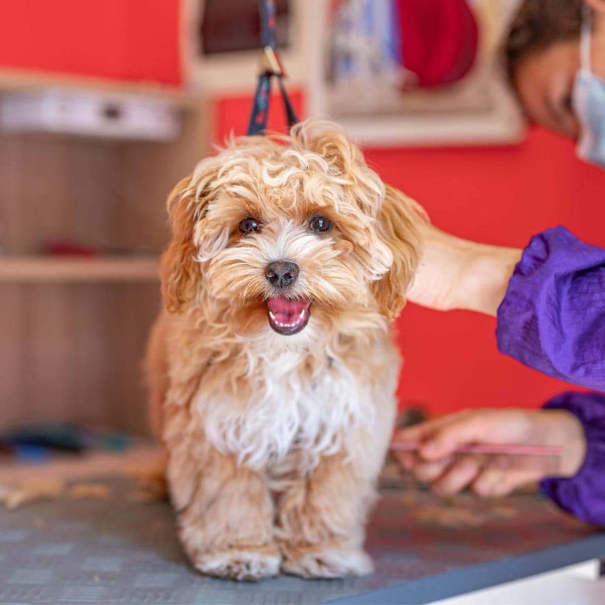 MEET THE MALTIPOO - All about one of the most adorable breeds of small dog