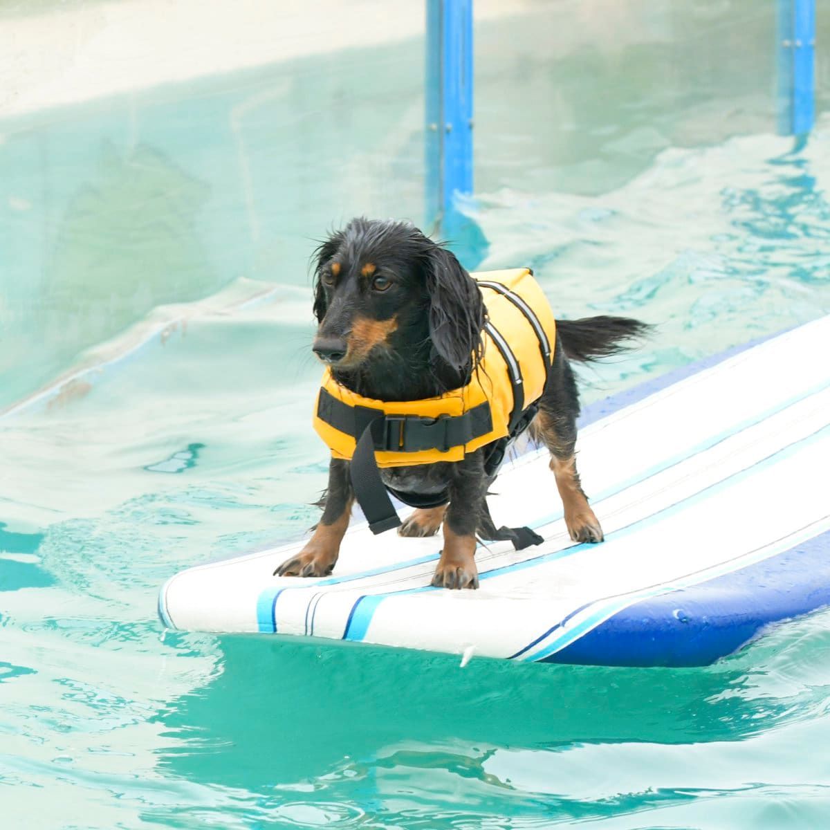 Dachsund dog