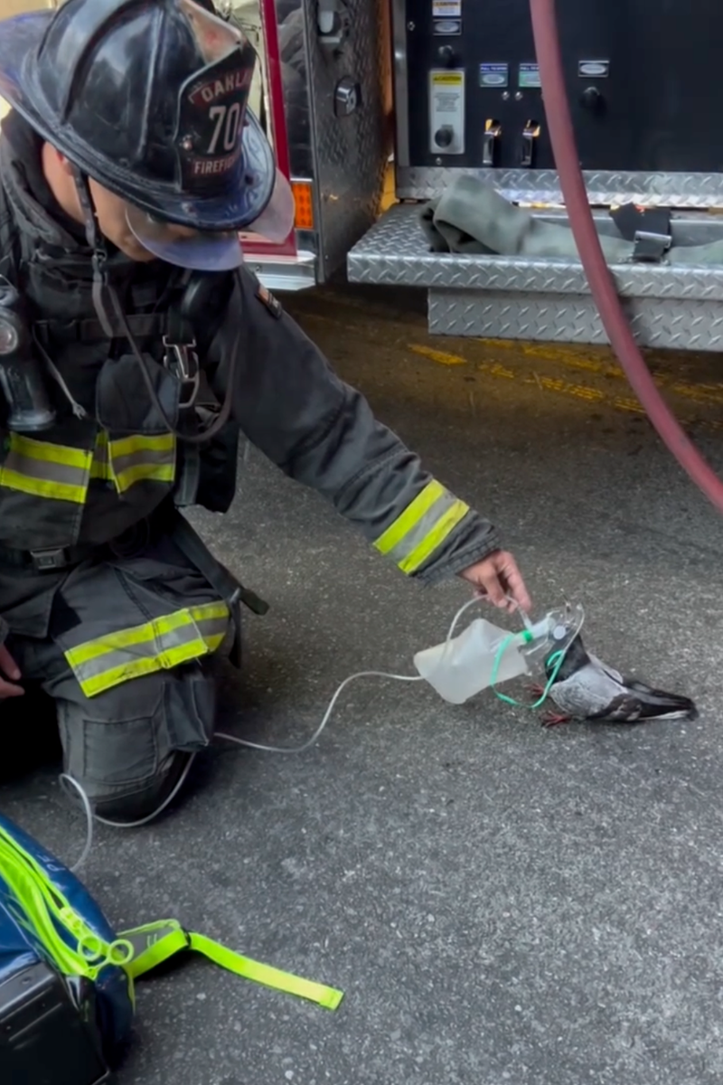 Oakland firefighters gave a smoke-injured pigeon oxygen after the bird appeared to suffer smoke inhalation following a vehicle fire on July 14, 2026.
