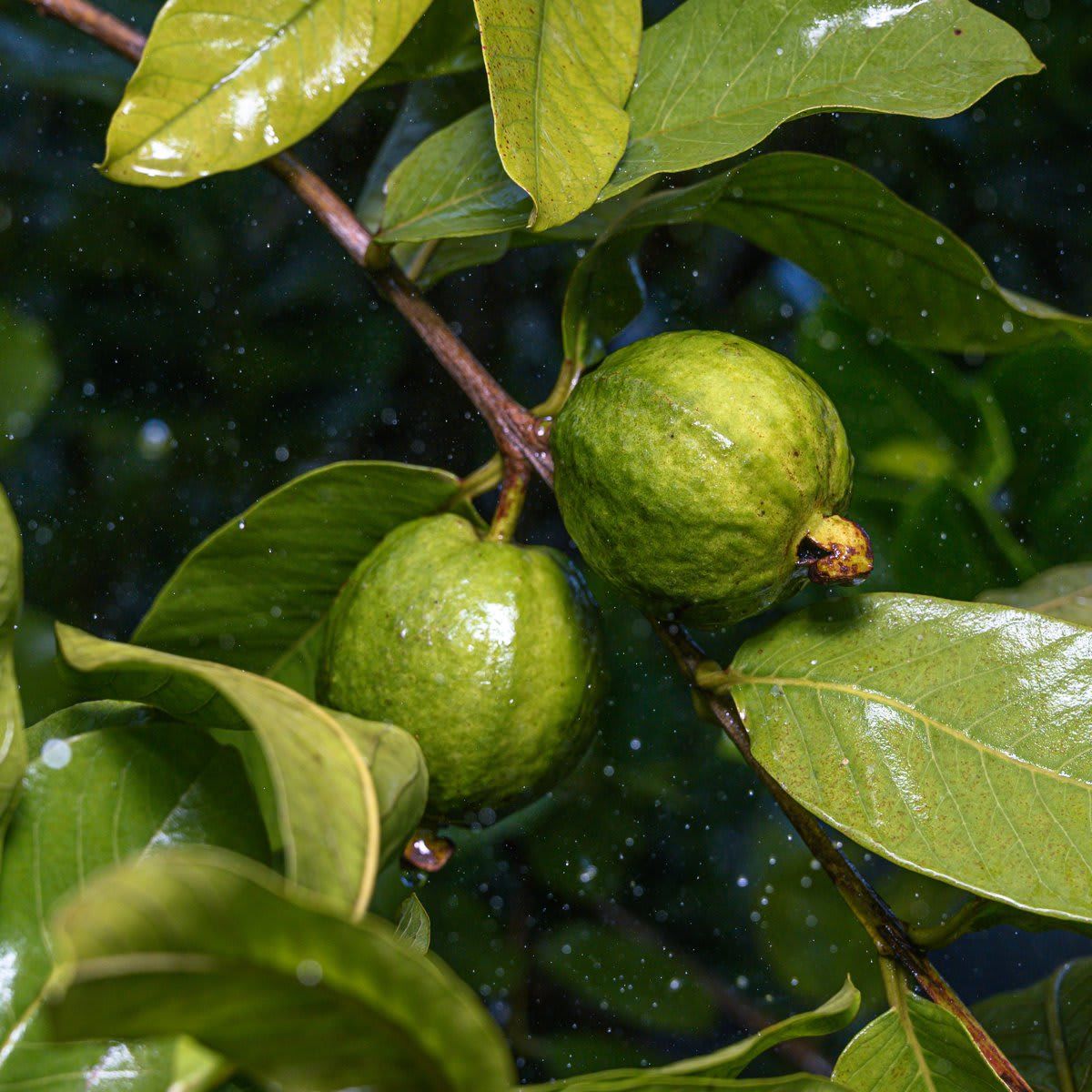 Monsoon In Bengal