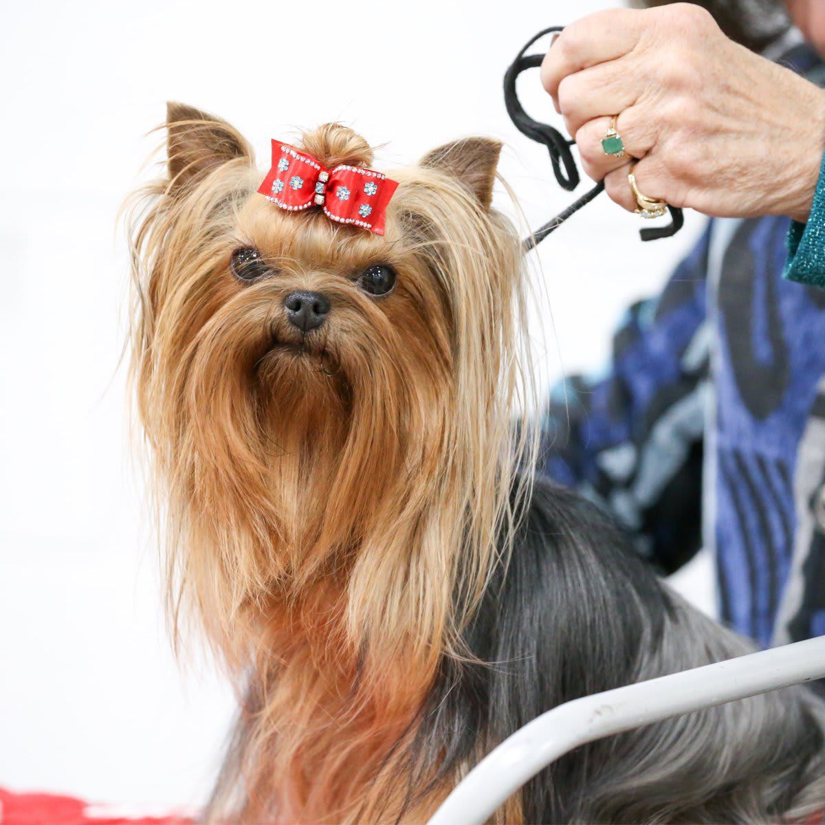 The National Dog Show Presented by Purina - Season 2021