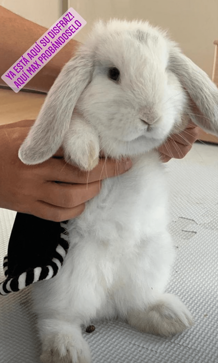 shakira pet bunny