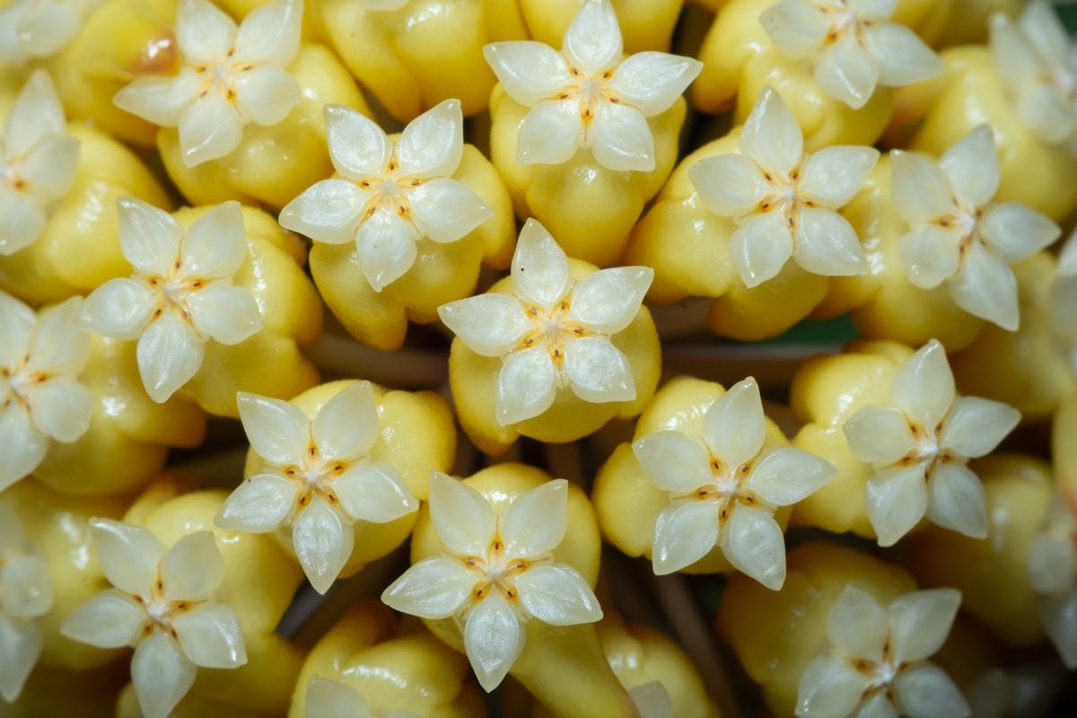Hoya flower close up
