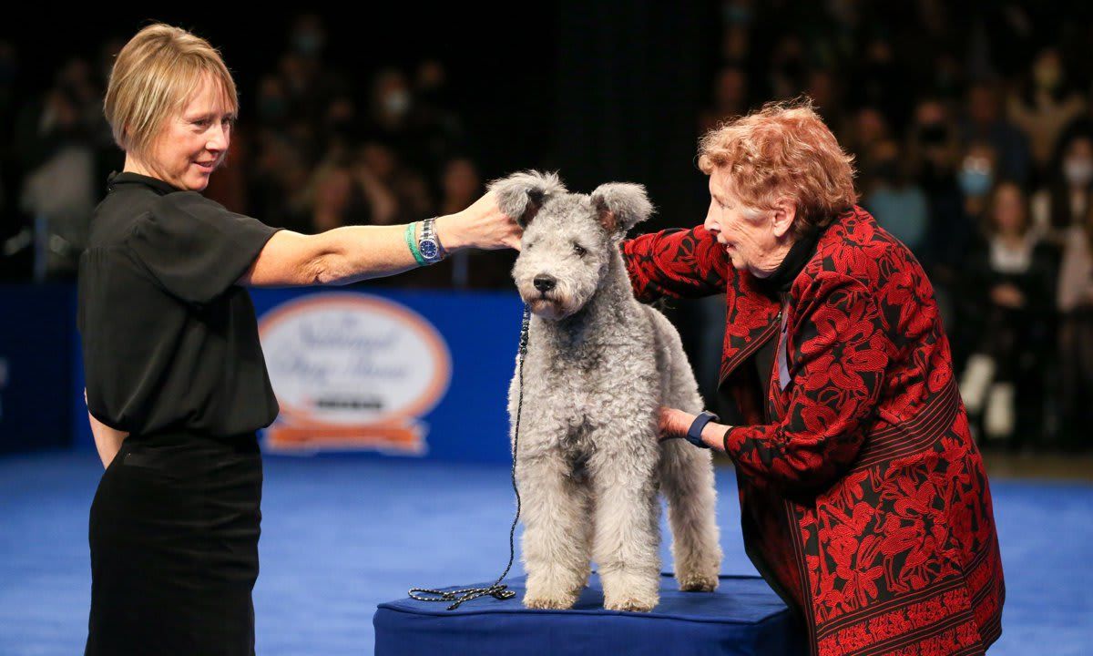 The National Dog Show Presented by Purina - Season 2021