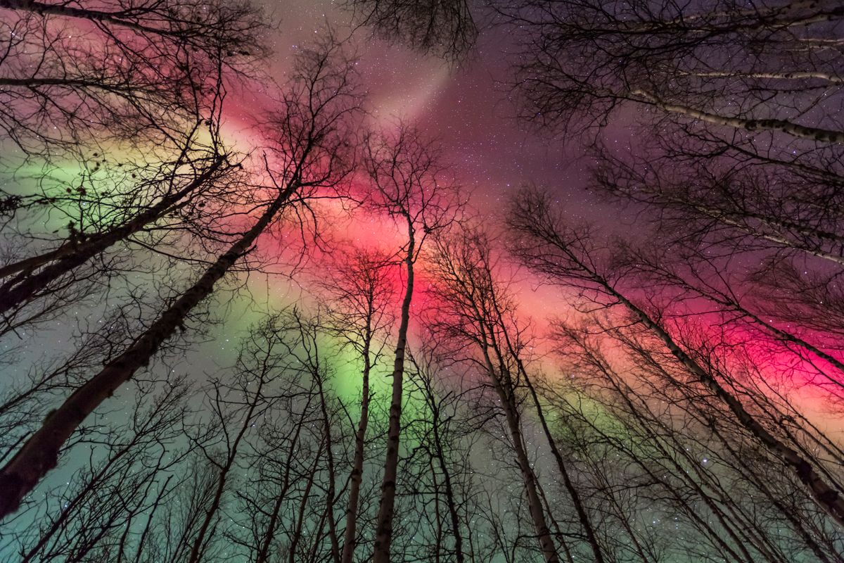 Vibrant red and green aurora borealis above the birch tree forest in Fairbanks, Alaska.