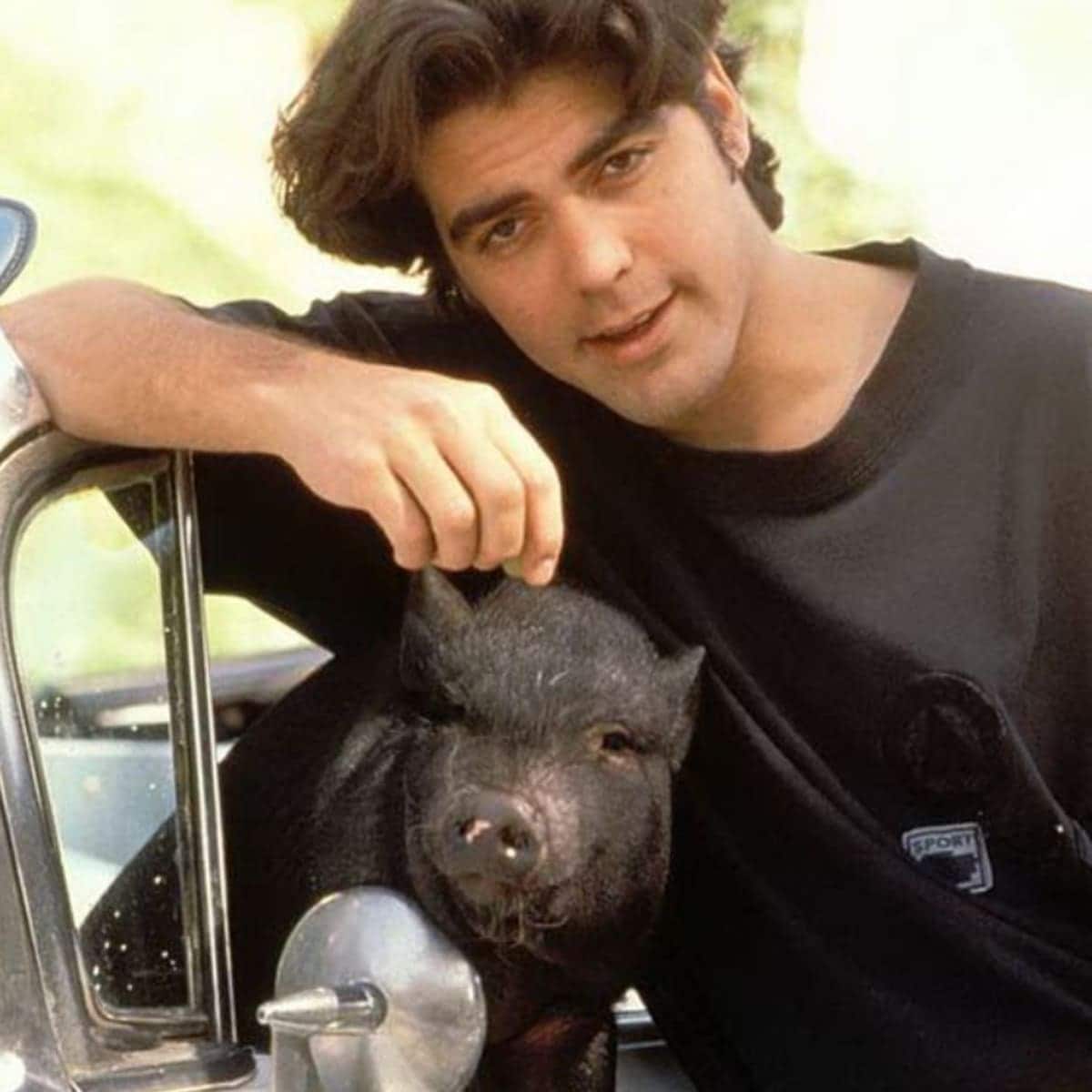 George Clooney's pig