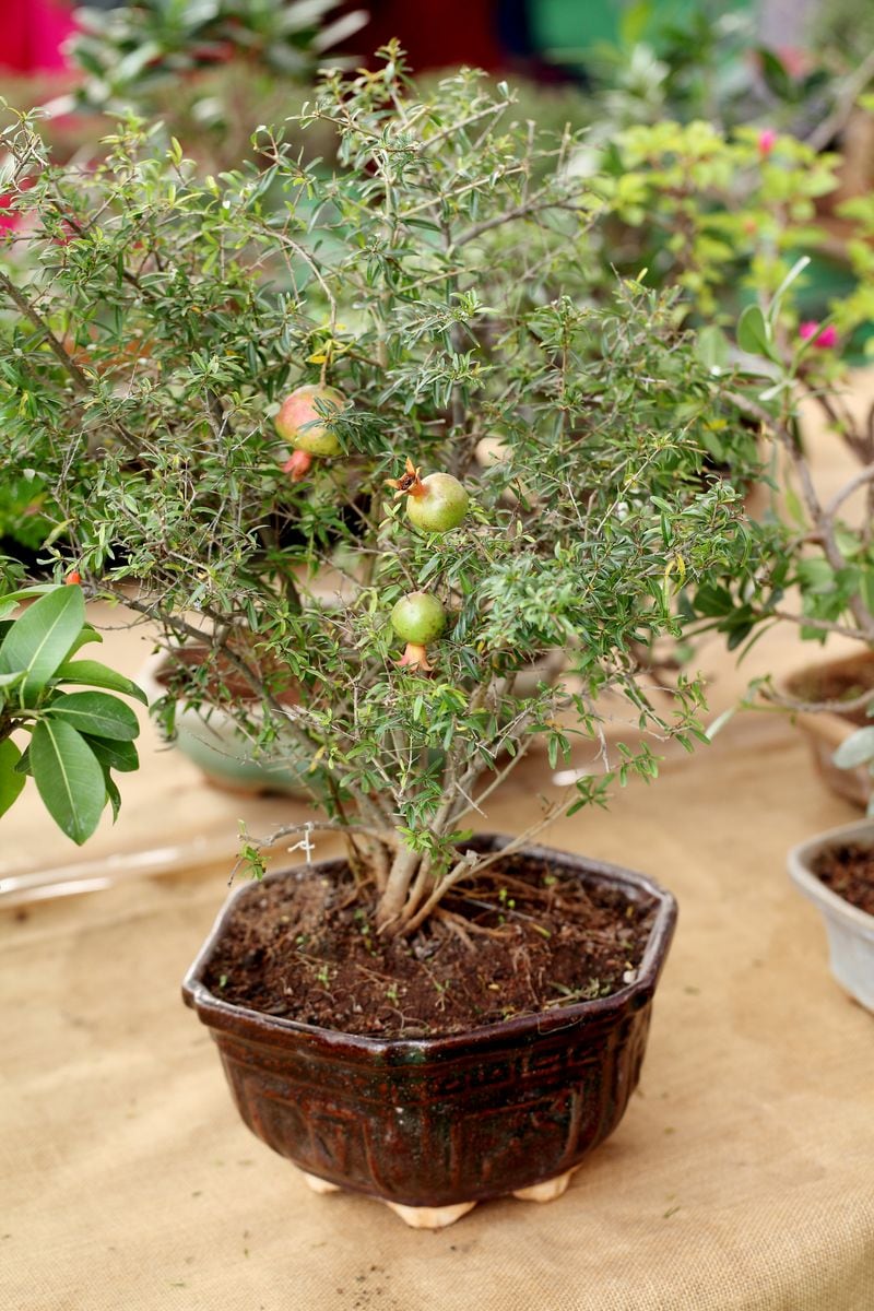 Pomegranates in pots: small but mighty