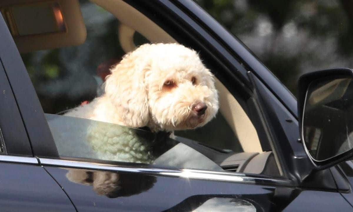 Elsa Pataky's dog