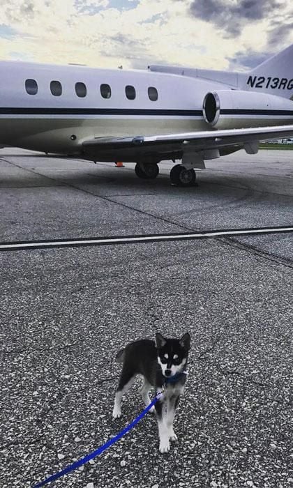 Joe Jonas and Sophie Turner dog Porky