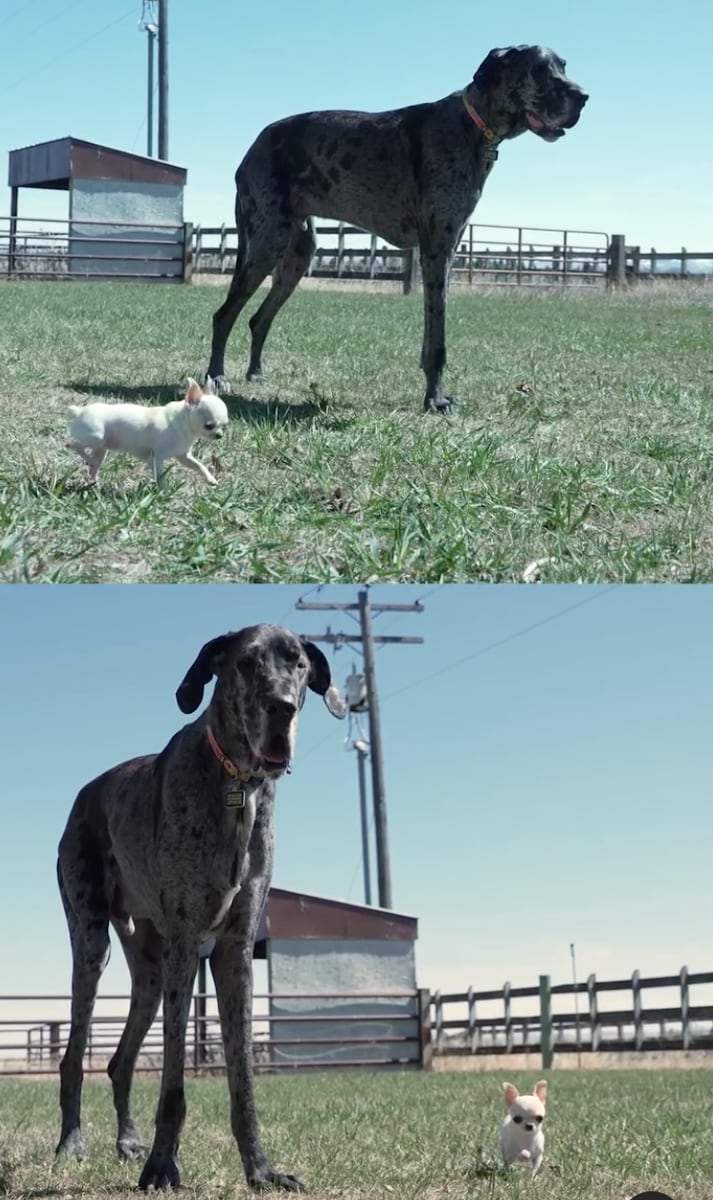 Reggie and Pearl, the tallest and the shortest living dogs