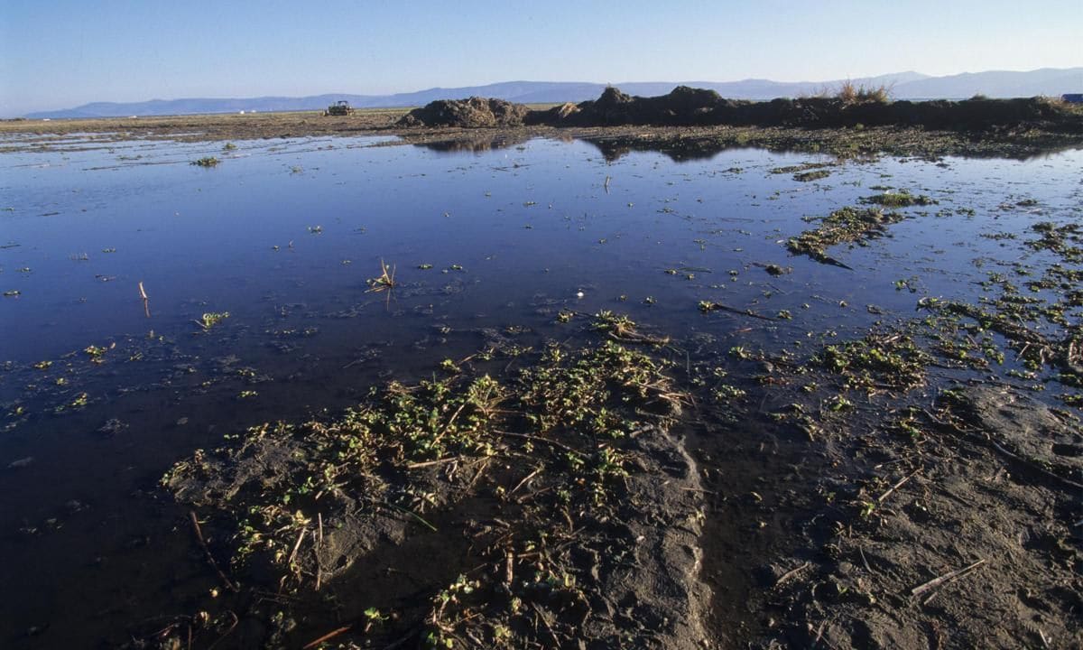 Lago De Chapala, Mexico, Vicinity Guadalajara, Mexicos Largest Lake Is Being Emptied For Agricultural, Industrial And Domestic Use,