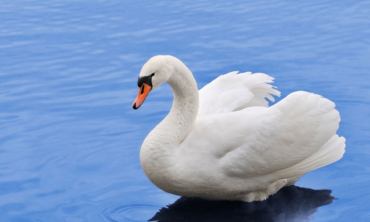 Discover your spirit animal based on your birth date