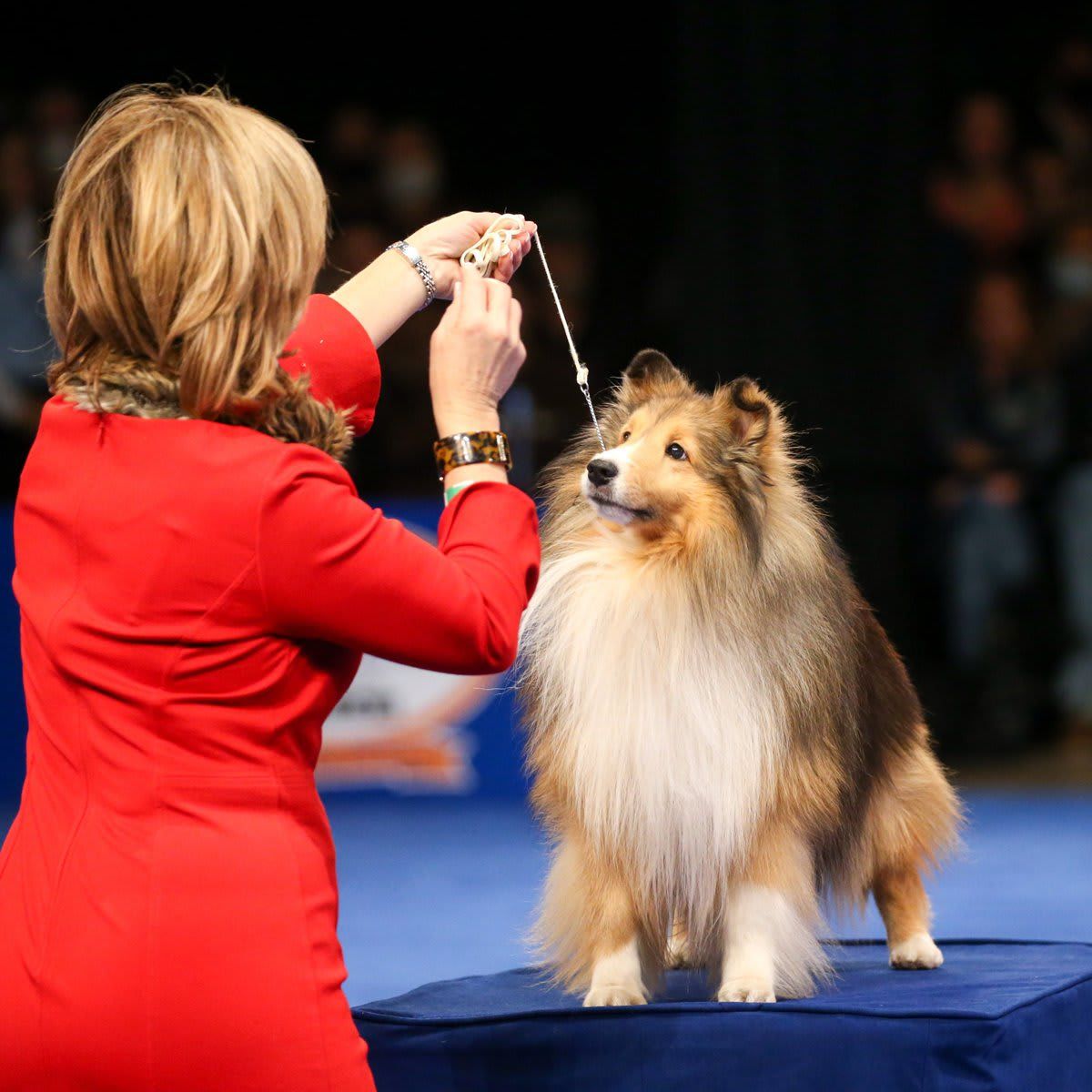 The National Dog Show Presented by Purina - Season 2021