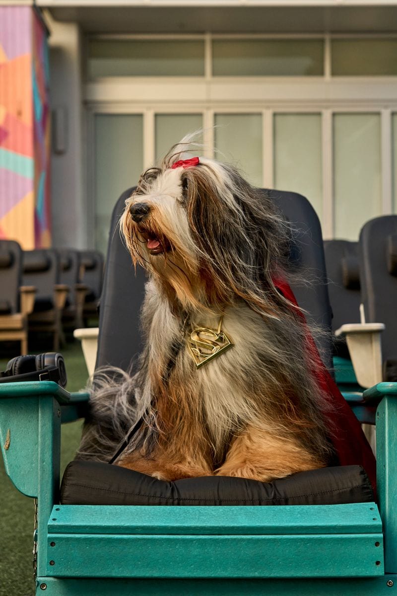 Dogs were dressed to impress for the big night