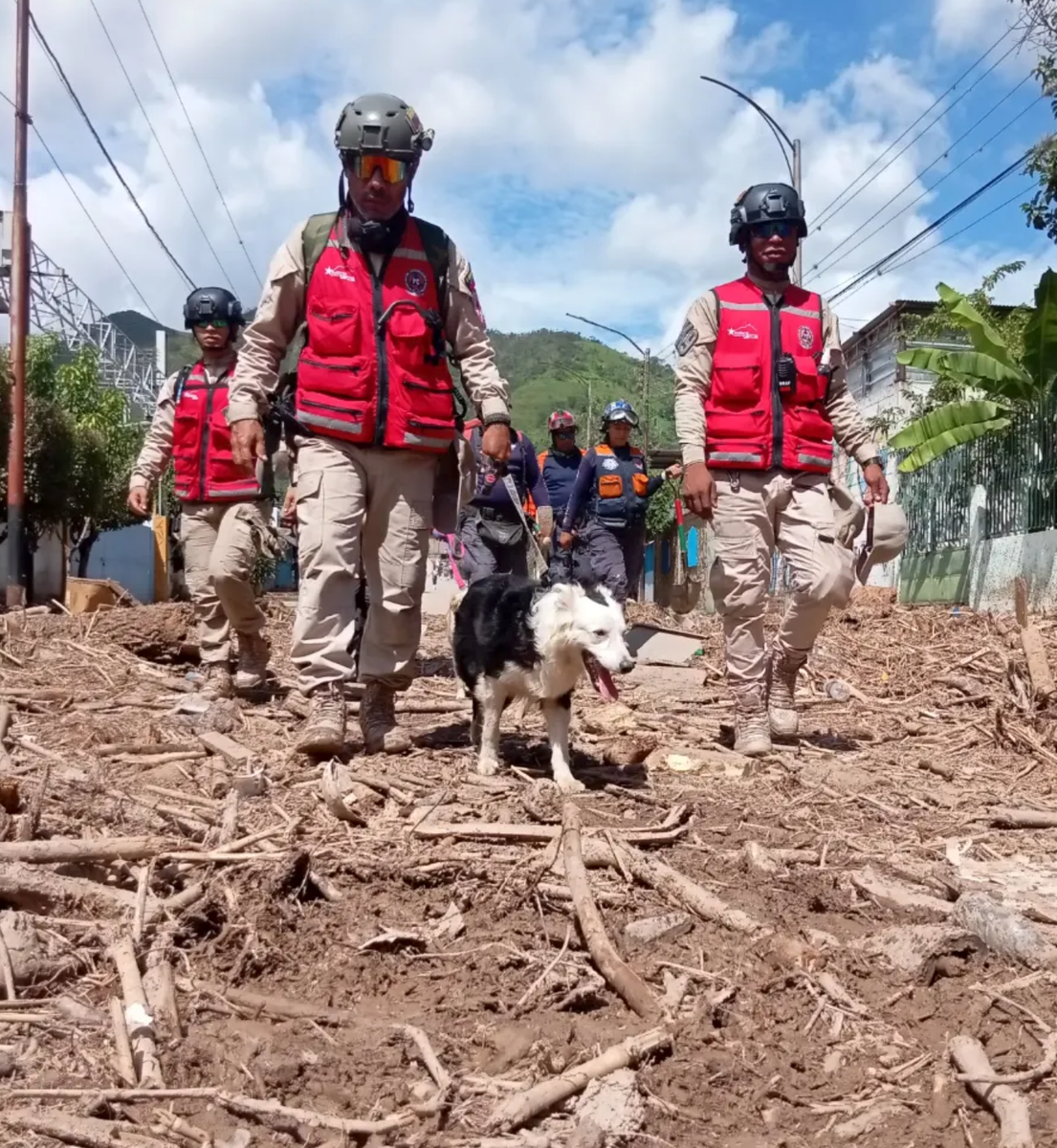 Tsunami's extraordinary sense of smell helped emergency crews locate survivors buried beneath collapsed buildings in Caracas.