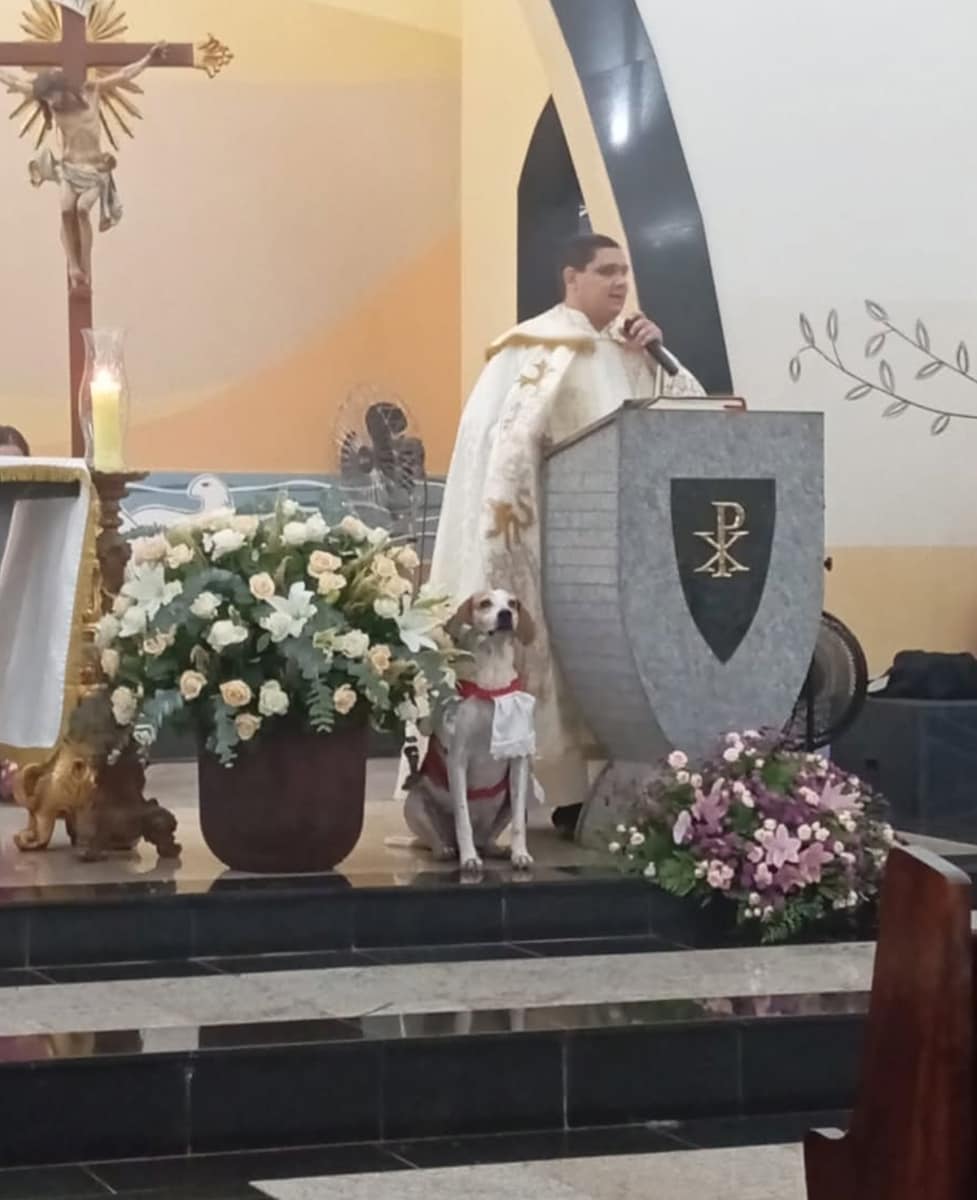 Videos of Johnny in his mini altar server outfit, calmly attending Mass and receiving gentle pets from the priest, quickly went viral.