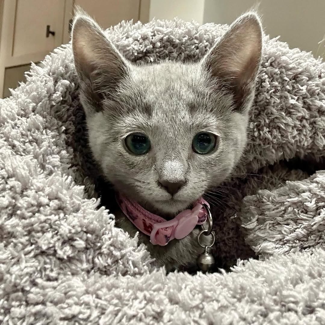 Baby Kitty joined the family in April 2024
