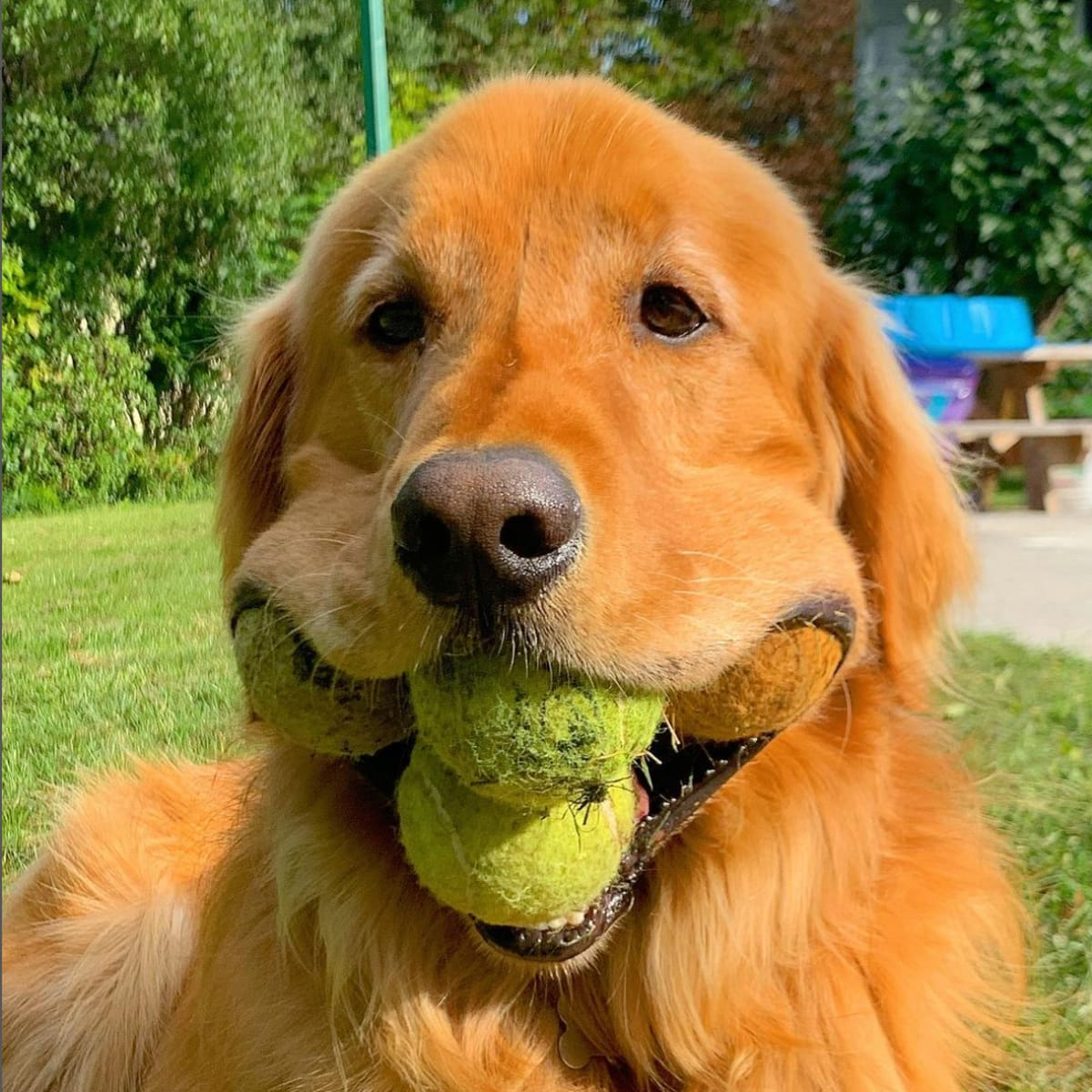 Golden retriever balls in mouth hot sale