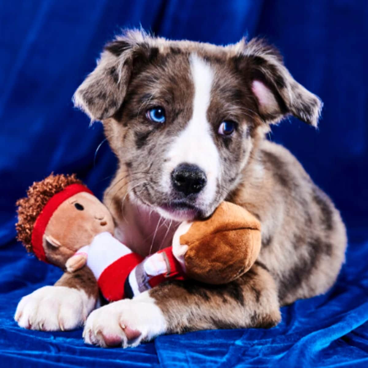 Bleu, Team Ruff - Furever I Love Atlanta / CARE