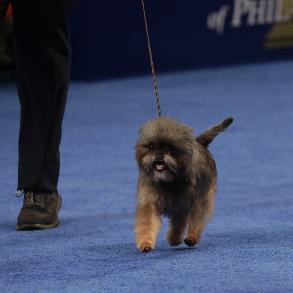 The National Dog Show Presented by Purina - Season 2021