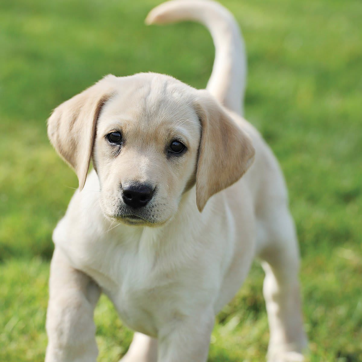 Pet Photography Location Shoot