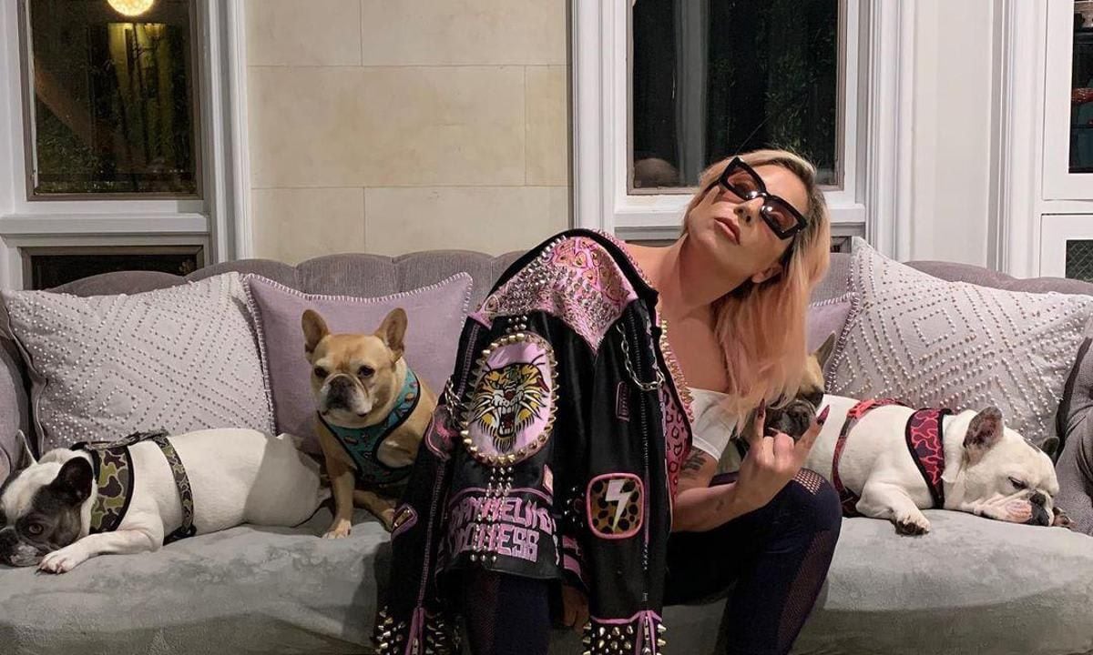 lady gaga dogs