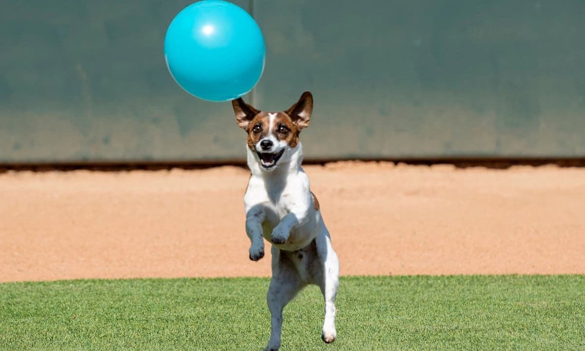 Macho a 5 year old Russell Terrier practices for his attempt to set the World Record for the Fastest Dog to run the bases at a Major League Baseball stadium