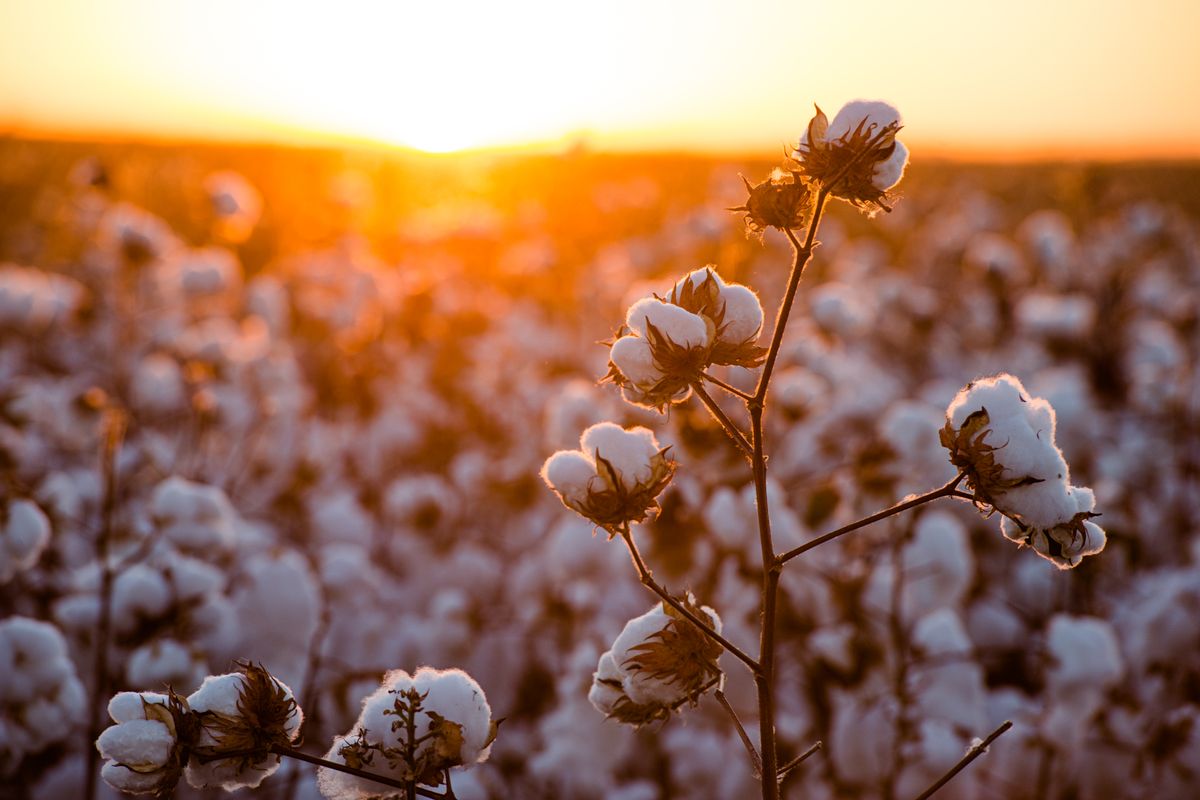 The technology aims to reduce the environmental impact associated with traditional textile dyeing while improving crop resilience.